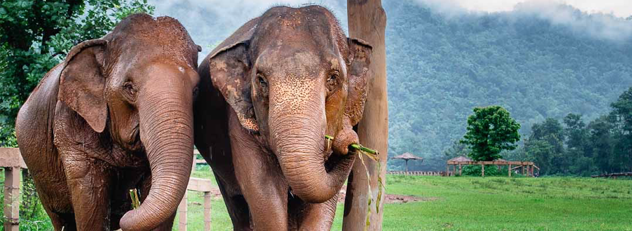 Elephant Nature Park in Thailand Banner