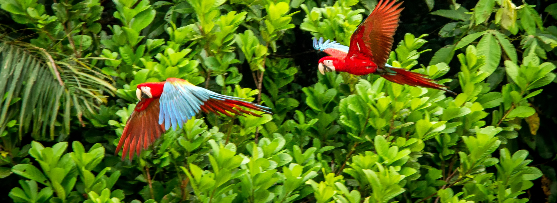 Environmental issues faced in the Peruvian Amazon Banner