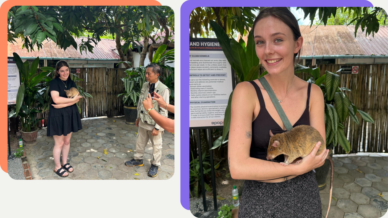 APOPO rats foundation social enterprise siem reap rats hero rats